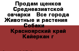 Продам щенков Среднеазиатской овчарки - Все города Животные и растения » Собаки   . Красноярский край,Кайеркан г.